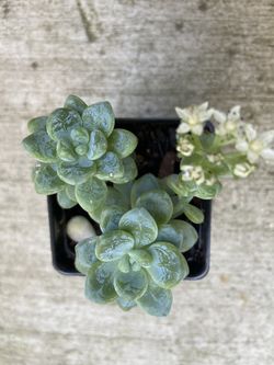 succulents