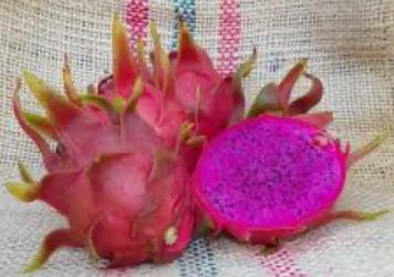 Cutting dragon fruit