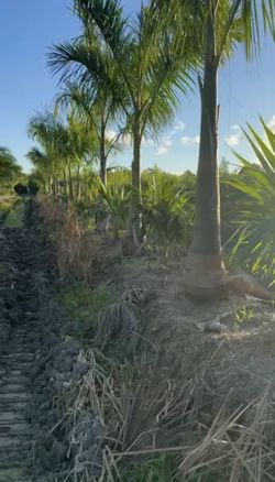 Royal Palms Staring At $250