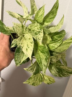 Snow Queen Pothos