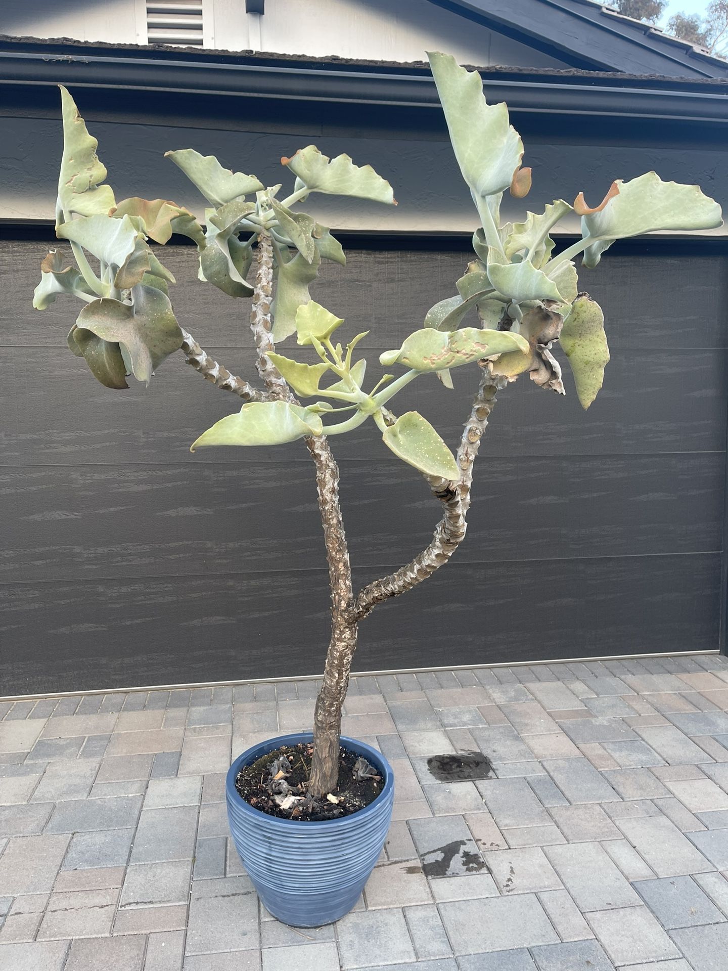 Beautiful Felt Tree In Blue Container. Over 7 feet Tall and a Centerpiece to Any Garden.