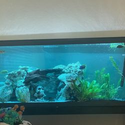 55 Gallon Fish Tank (Price is Negotiable) 