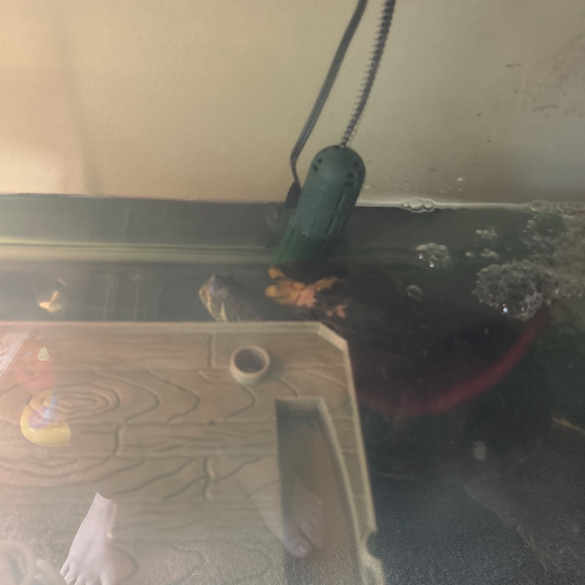 Turtle
