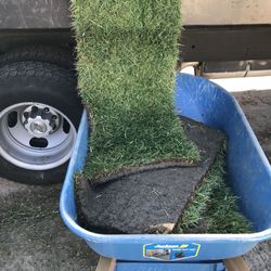 Fresh Sod