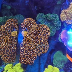 Ck Venus Zoas