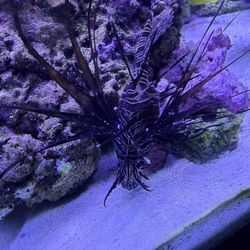Lion Fish Decoration 