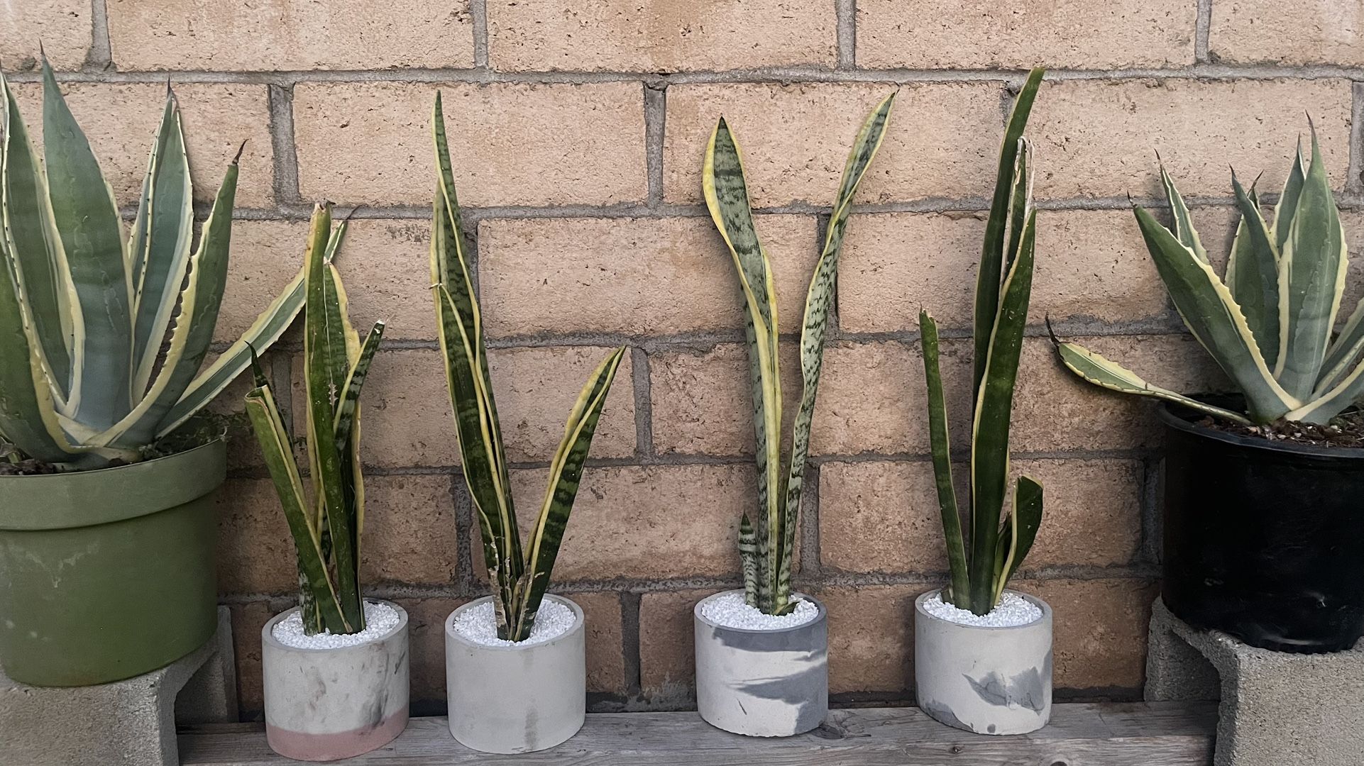 Snake Plants In Cement Pot