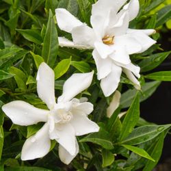 GARDENIAS 