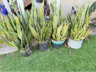 Snake plants