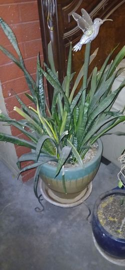 My Snake plant