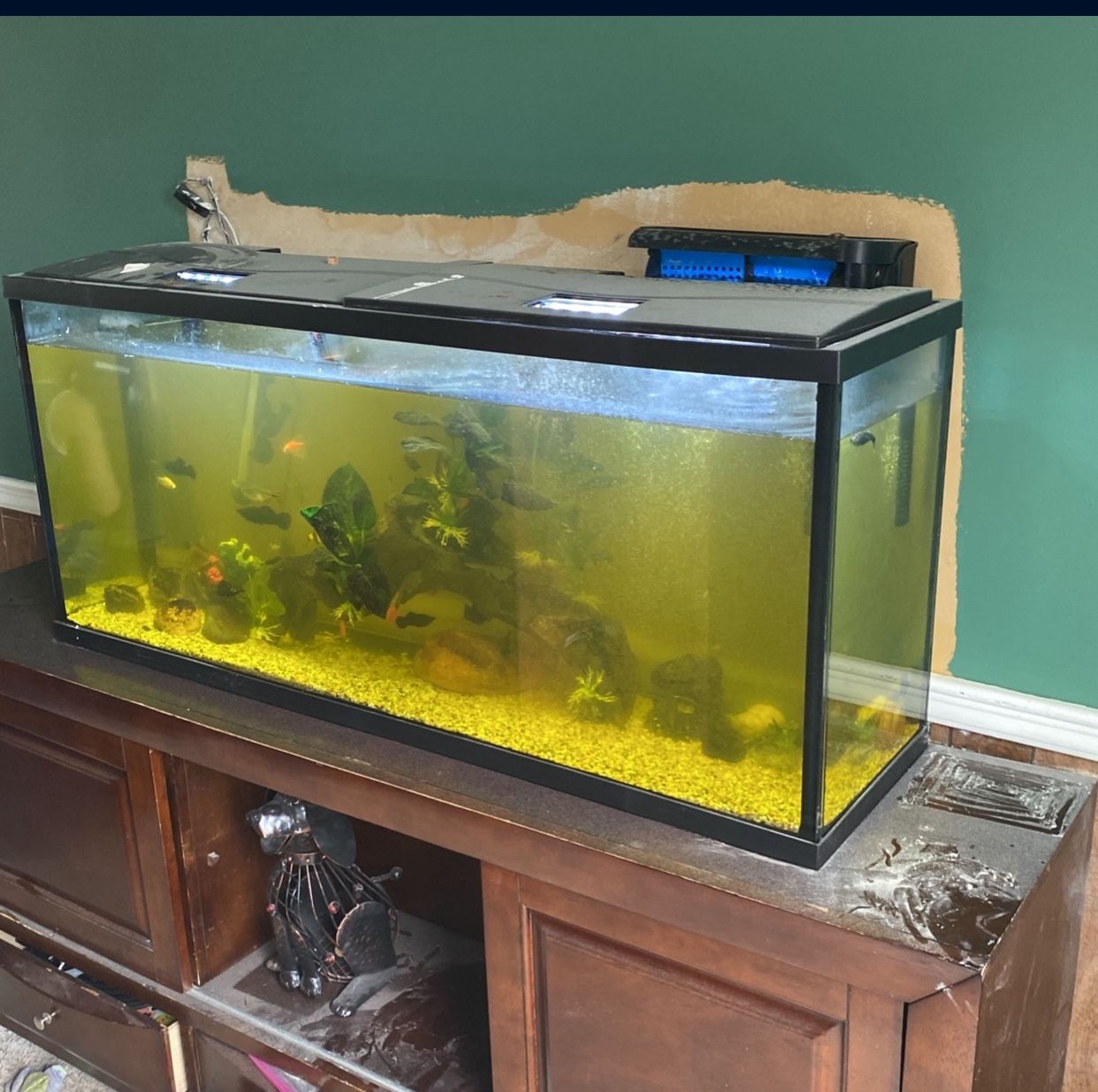 55 Fish Gallon