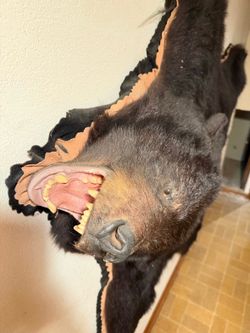 Large Mounted Black Bear Rug 80” x 70” Rustic Cabin Lodge Decor