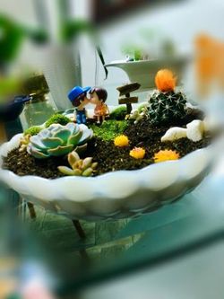 Love minimalist mini garden succulent and cactus 🌵