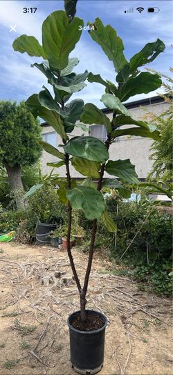 Tall fig tree
