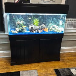 55 Gallon Fish Tank Setup