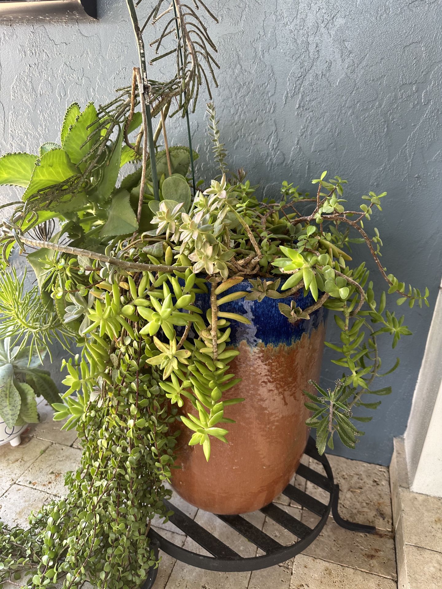 Succulent Arrangement With Pot