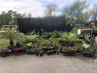 Plants for sale