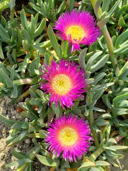 Ice Plant Carpobrotus ( Sea Fig )