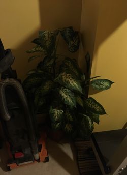 Fake house plants