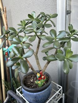 Succulent