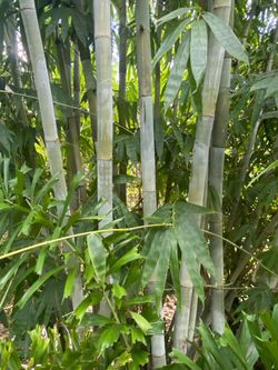 Bamboo