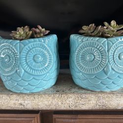 Adorable Ceramic Owls And Succulents 