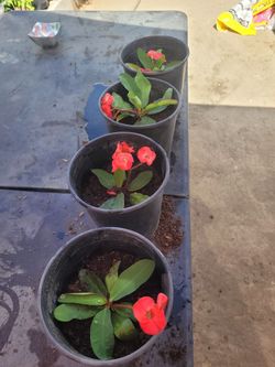 Planta Corona de Cristo 