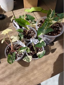 Syngonium Albo Variegata