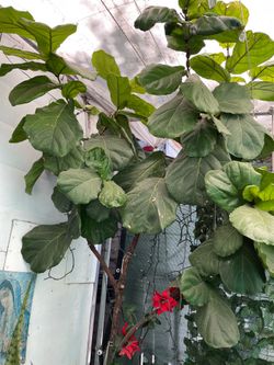 Plantas todas junta solo hoy domingo