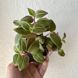 Tradescantia Rainbow 