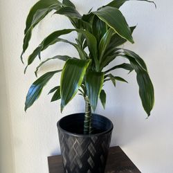 Dracaena Fortune Plant 