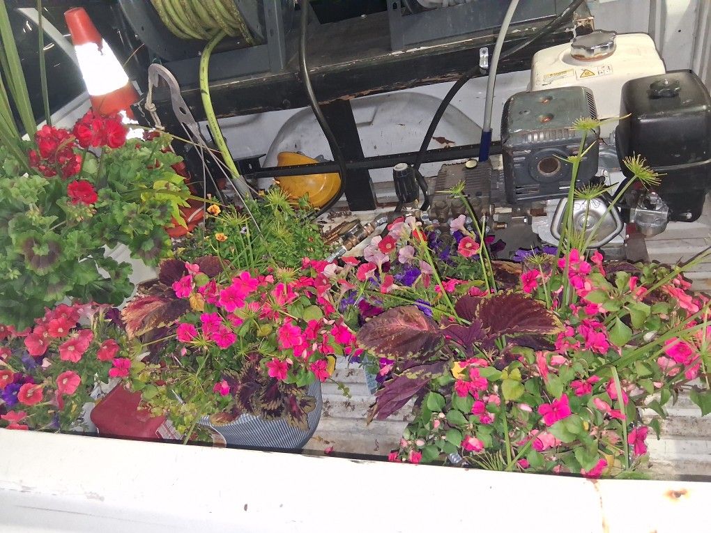 Flowers In Pots