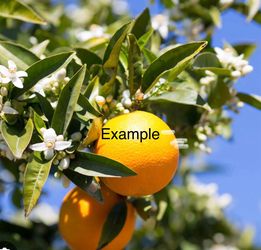 Olinda Valencia Orange Tree for Sale