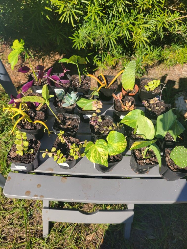 Small Succulents