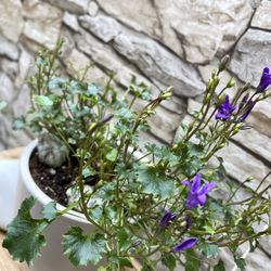Serbian Bellflower, Campanula Beautiful Trailing Perennial Plant In 5"H Ceramic Pot.