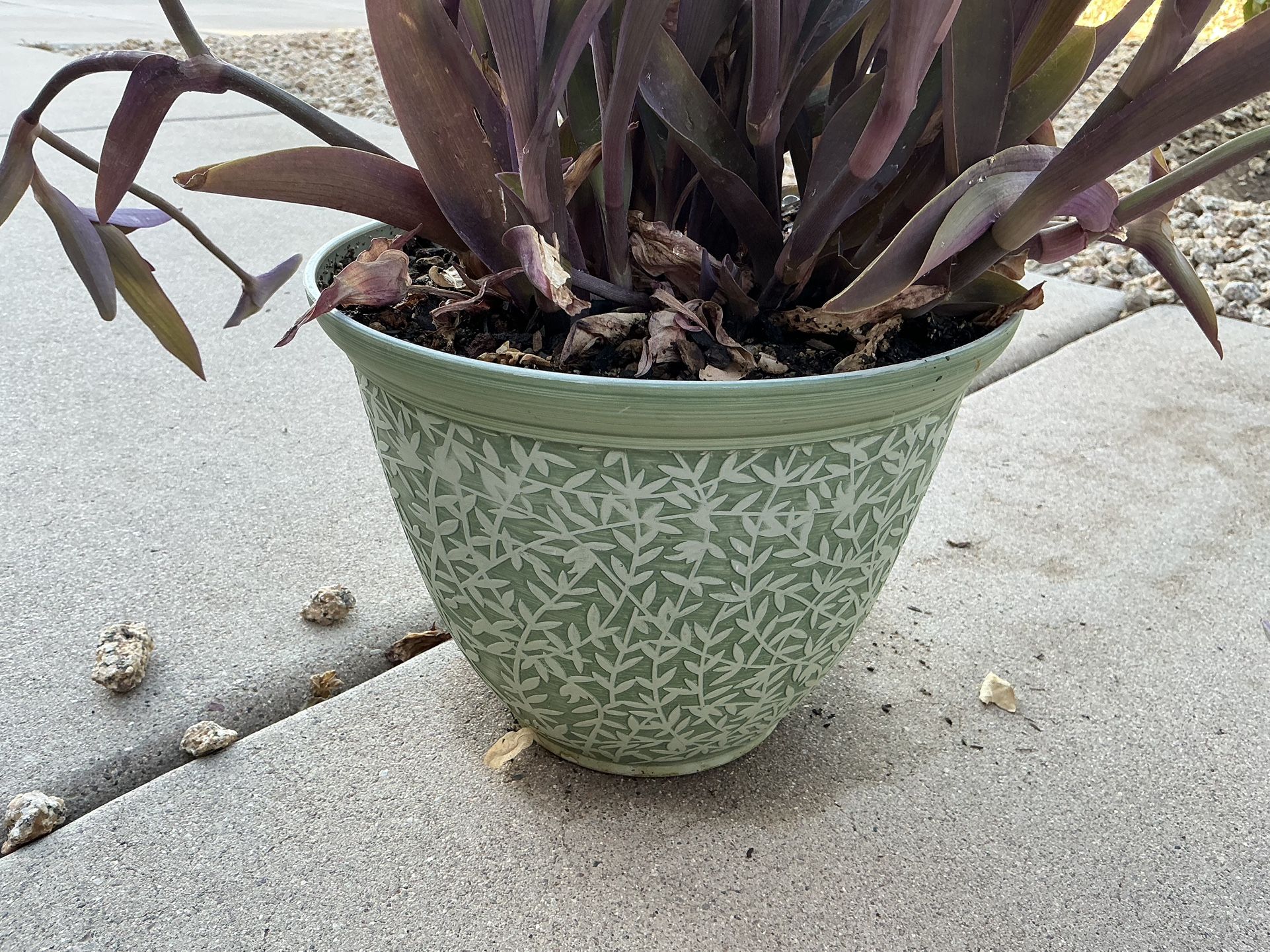 Wandering Jew