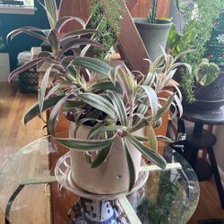 Moses In The cradle Plant 21” Inches Tall  Potted