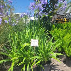 Agapanthus 3 Gallons 
