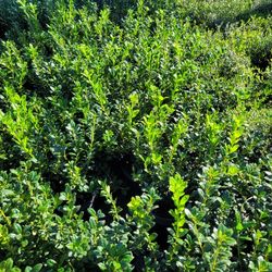 Boxwood 