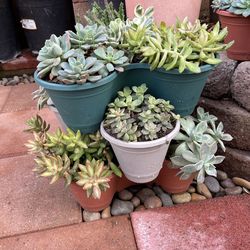 Succulent Plant