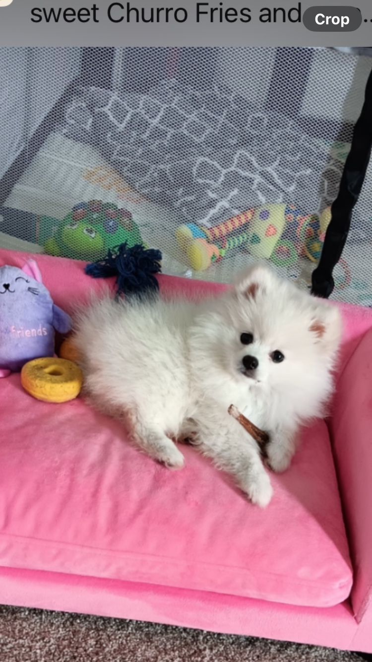 Dog Bed And Leash Pink