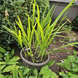 Garden Plant Japanese Iris Orange 