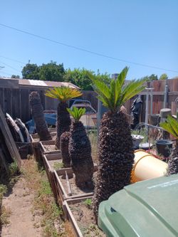 Sego Palms
