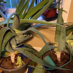 Assorted Plants Cacti, Jade Aloe Vera