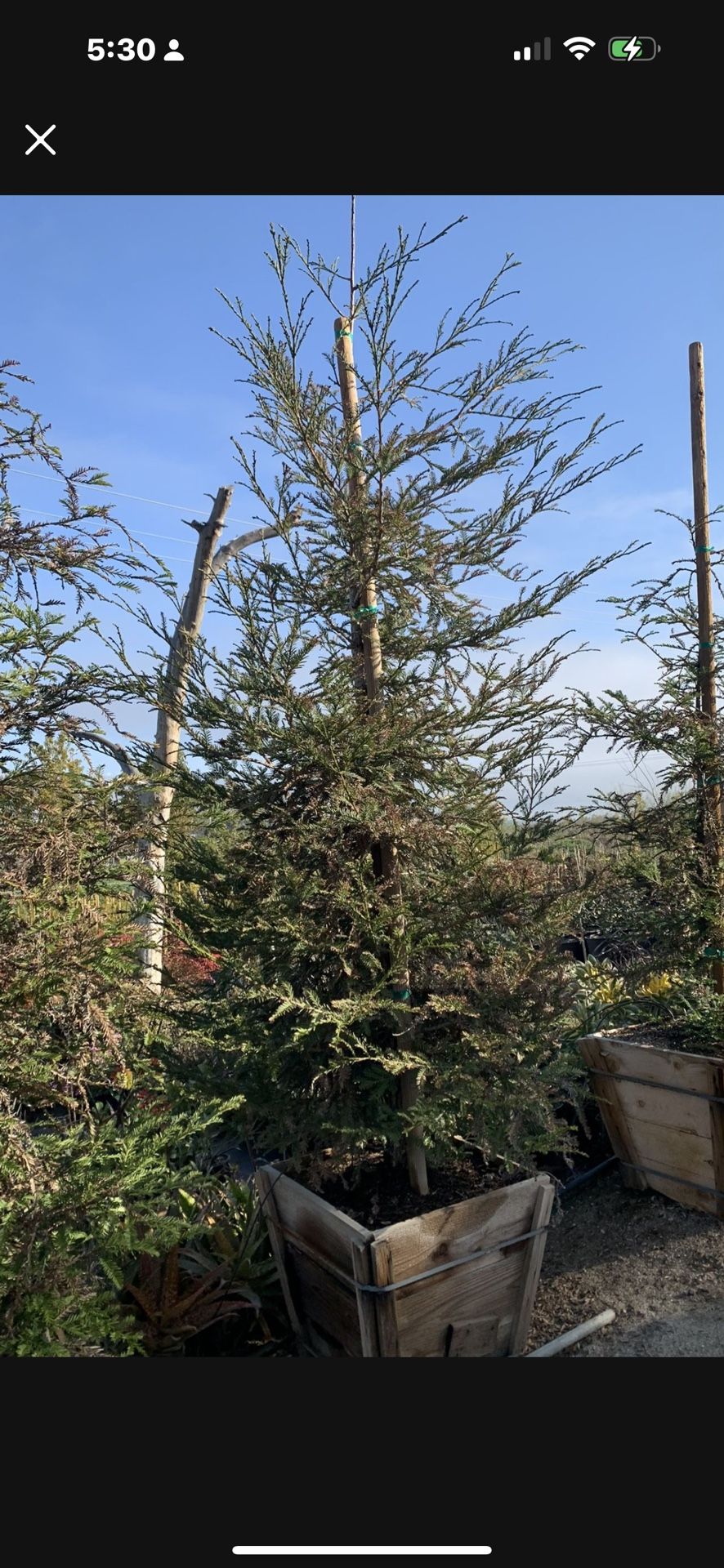 Sequoia sempervirens, coast redwood, coastal redwood, Or  California redwood Tree 24” Box 