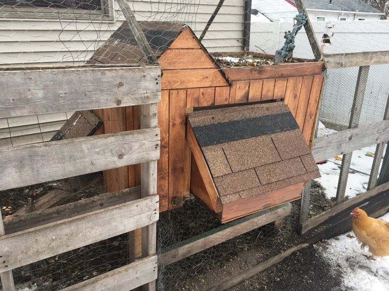 Chicken coop w/ water, feeder, and 4 chickens