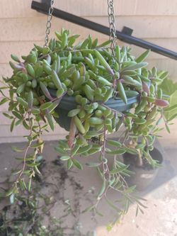 Ruby Necklace Hanging Plant