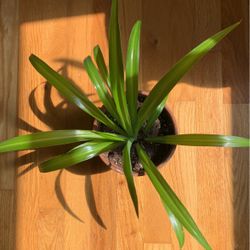 Spider Plant In Teracotta