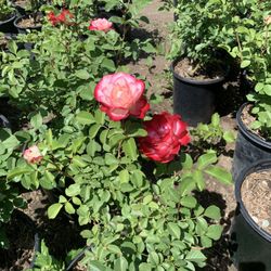 Roses