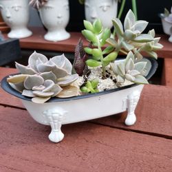Tiny Tub Succulent Arrangement #2 Teacher/coach Gift
